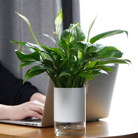 餐桌 風水 适合放在办公桌的植物